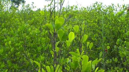 Santos pide ayuda a Europa para paz