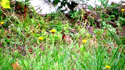 Rare American Bird looks like a Sparrow