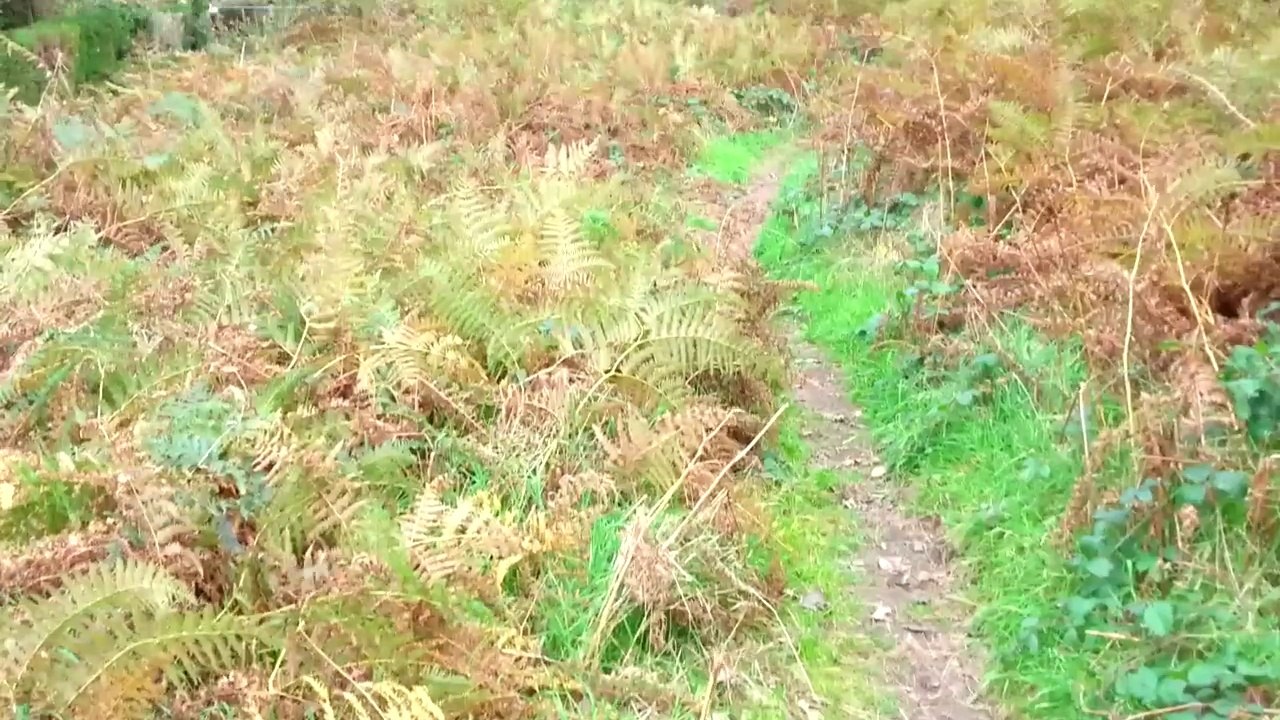 Great Sugar Loaf, Co. Wicklow October 27, 2014 video blog