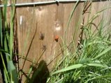 Ladybirds Mating While Vigilant Spiders Protect Them (Weird Nature)