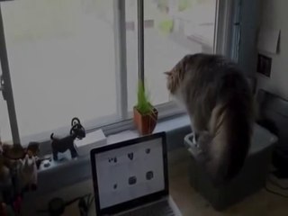 Funny Videos _ Funny Cats _ Funny Vines Videos _ Cool Cute Funny Videos