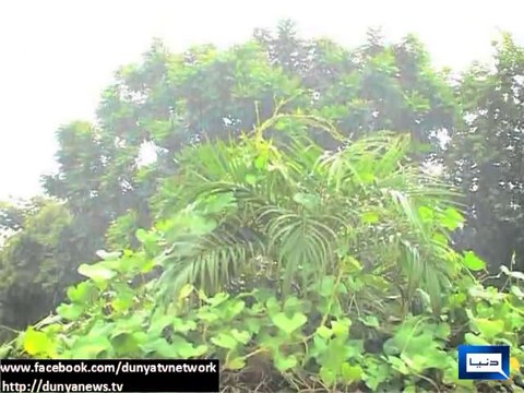 Dunya news-Rain, wind turn weather cold in Lahore