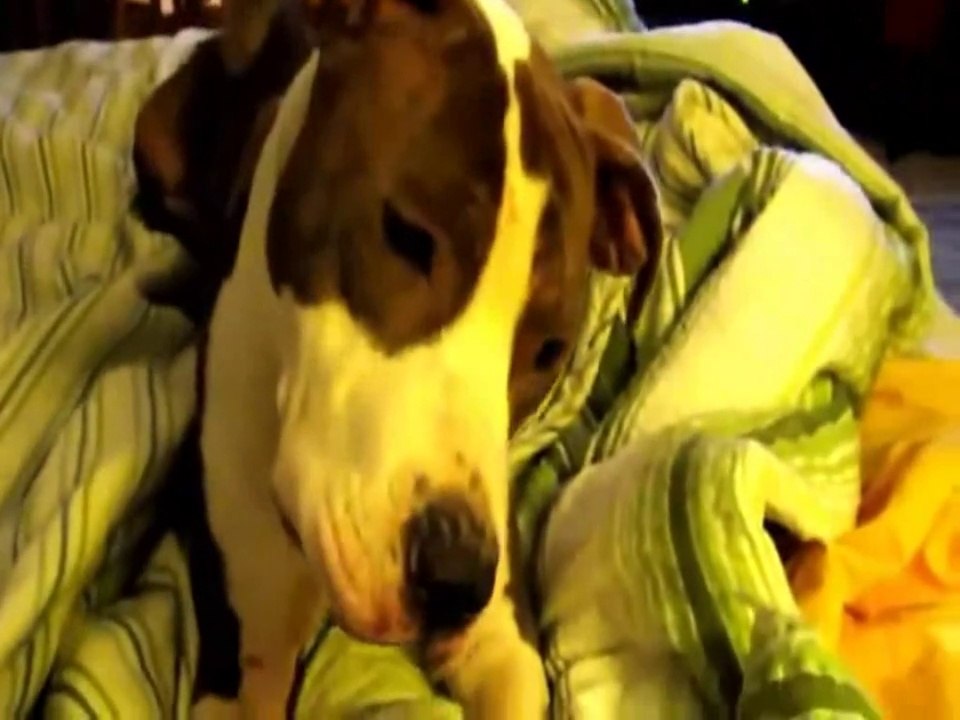 Talking Animals - Funny Noises and Meowing Collection