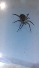 Découvrez l'incroyable Araignée qui Fascine et Effraie 🕷️