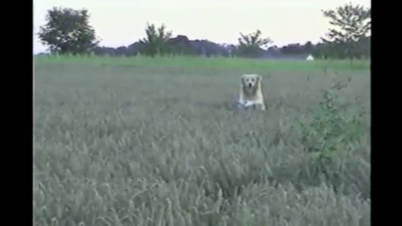 [+18 ~ Sexy Funny Girl]Dogs Frolicking In A Meadow