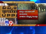 Elephants enter Kuppam, trample over crops - Tv9