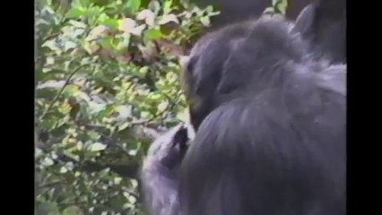 [+18 ~ Sexy Funny Girl]Baby Chimpanzee Gets A Smelly Surprise