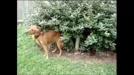 [+18 ~ Sexy Funny Girl]Golden Retriever Loves His Bush