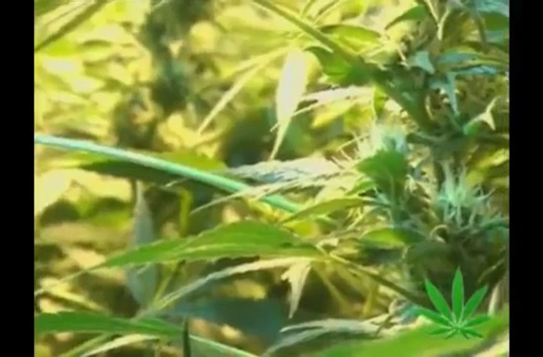 Magic Weed - The Truth About Cannabis Sativa