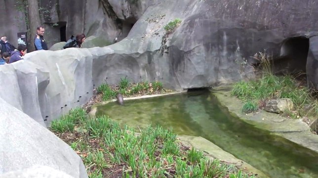 Une loutre au Zoo de Vincennes