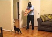 Darth Vader Proves Too Cunning for This Cat
