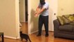 Darth Vader Proves Too Cunning for This Cat
