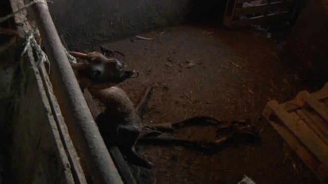 Isère: des animaux sauvés de la ferme de l'horreur