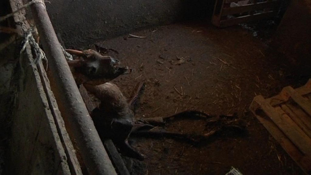 Isère: des animaux sauvés de la ferme de l'horreur