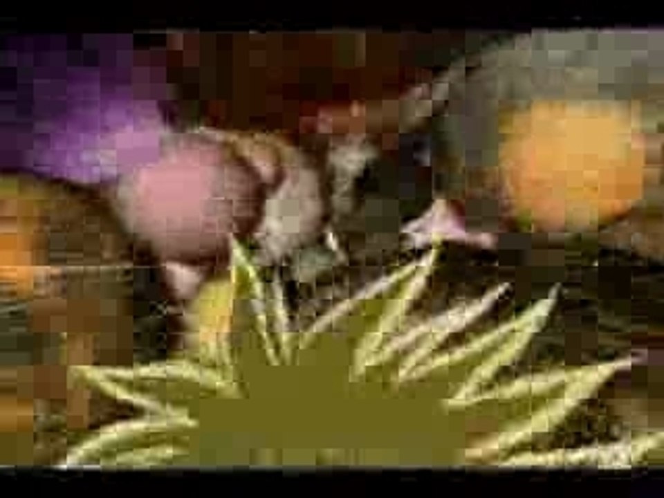 AMV - shaka