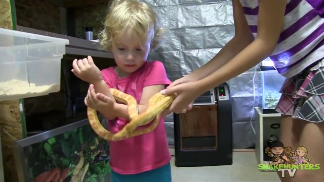 Most Snakes Are Harmless Three Year Old Girl Love Snakes