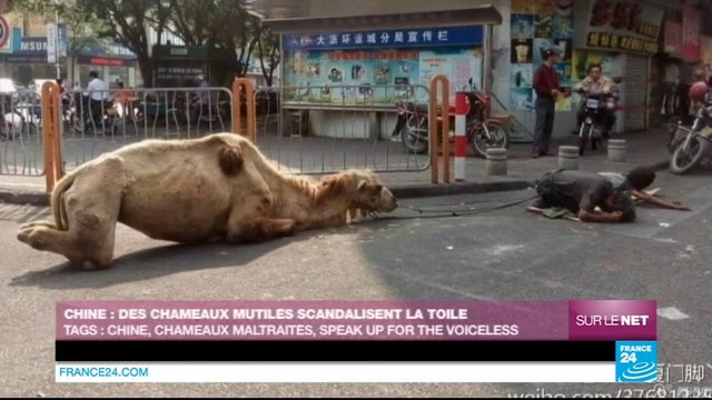 Des chameaux mutilés par des mendiants scandalisent les internautes - CHINE