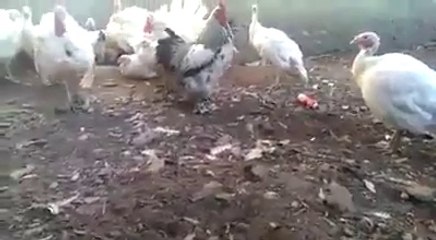 Phir Chairo Murghiyon Ko - Hahaha