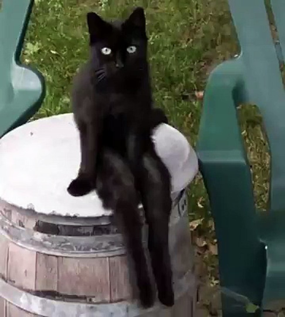 Un Chat Assis Balance Ses Pattes Video Dailymotion