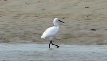 aigrette dans la baie du kernic