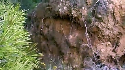 [+18 ~ Sexy Funny Girl]Jump on roots fail