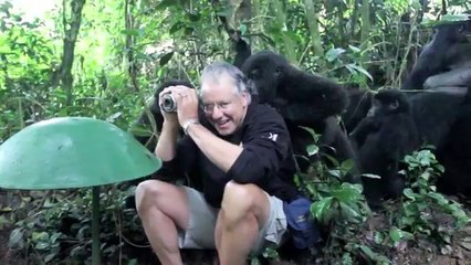 Touched by a Wild Mountain Gorilla (short)