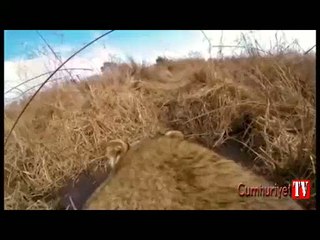 Dişi aslanın gözünden av heyecanı