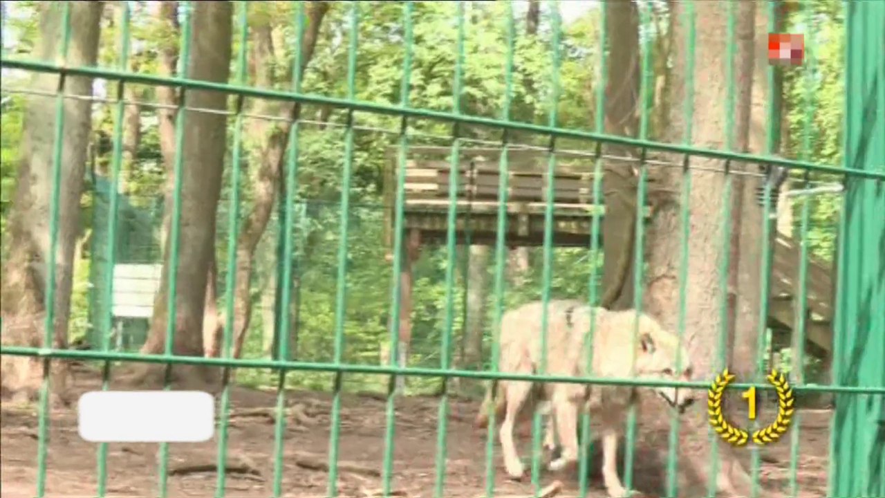 Tree Inn - Platz 1 der außergewöhnlichsten Baumhäuser Europas