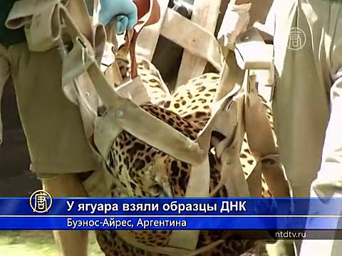 ДНК ягуара поможет сохранить исчезающий вид