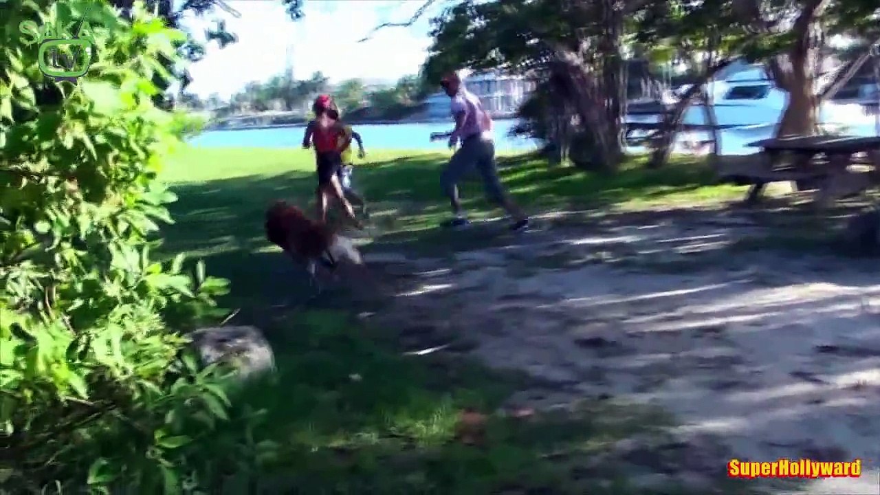 Aslanım Köpek