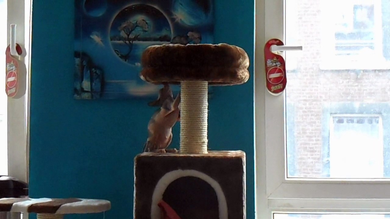 suit mes sphynx