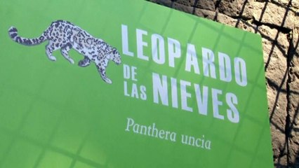Rare snow leopard at Mexico Zoo