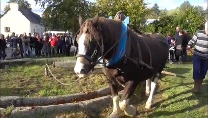 Chaud ! Les châtaignes 2014 à Plédéliac