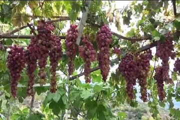 Bu üzümlerin salkımı 25 lira