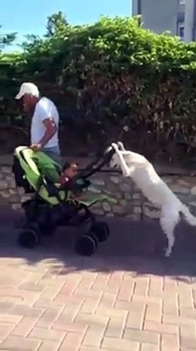I need a dog just like this one