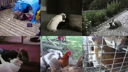 [+18 ~ Sexy Funny Girl]Animals Doing The Same Stuff