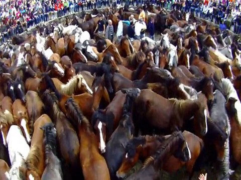 Horse abuse during La Rapa Das Bestas in Sabucedo Spain