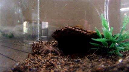 Chaco Sling feeding and webing