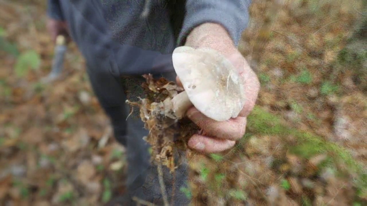 Les 'rendez-vous nature' : les mycologues en herbe