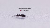 Anarchy : les jours d'avant - Previously #1