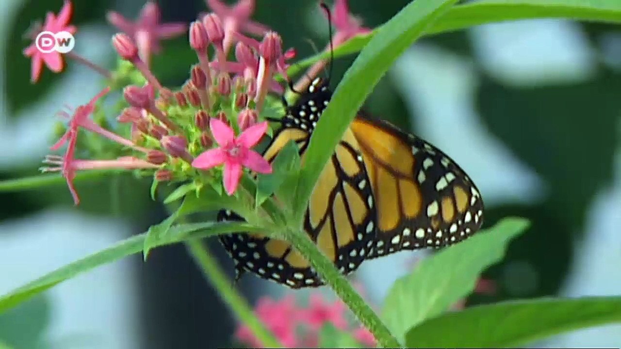 Lebenswichtige Artenvielfalt | Global 3000