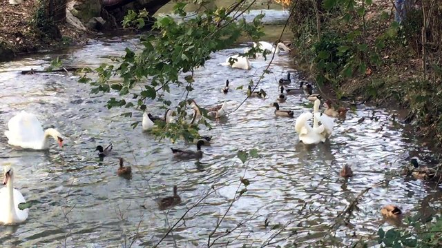 Cygnes d'Uzès