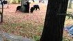 Bear Family Rummage Through Back Yard Rubbish