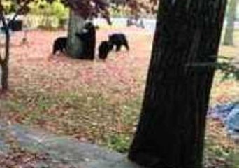 Bear Family Rummage Through Back Yard Rubbish