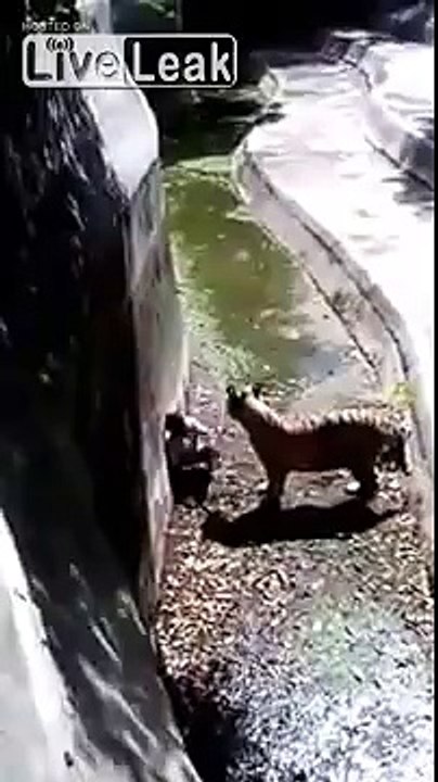 tiger attack India