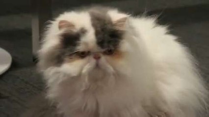 Will Your Cat Sit in a Stupid Circle #CatCircles