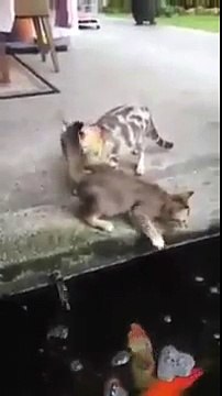 Carpe vs Chat