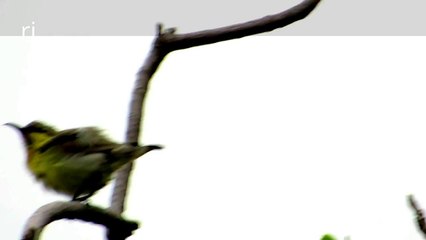 Beautiful Rare Indian Humming Bird