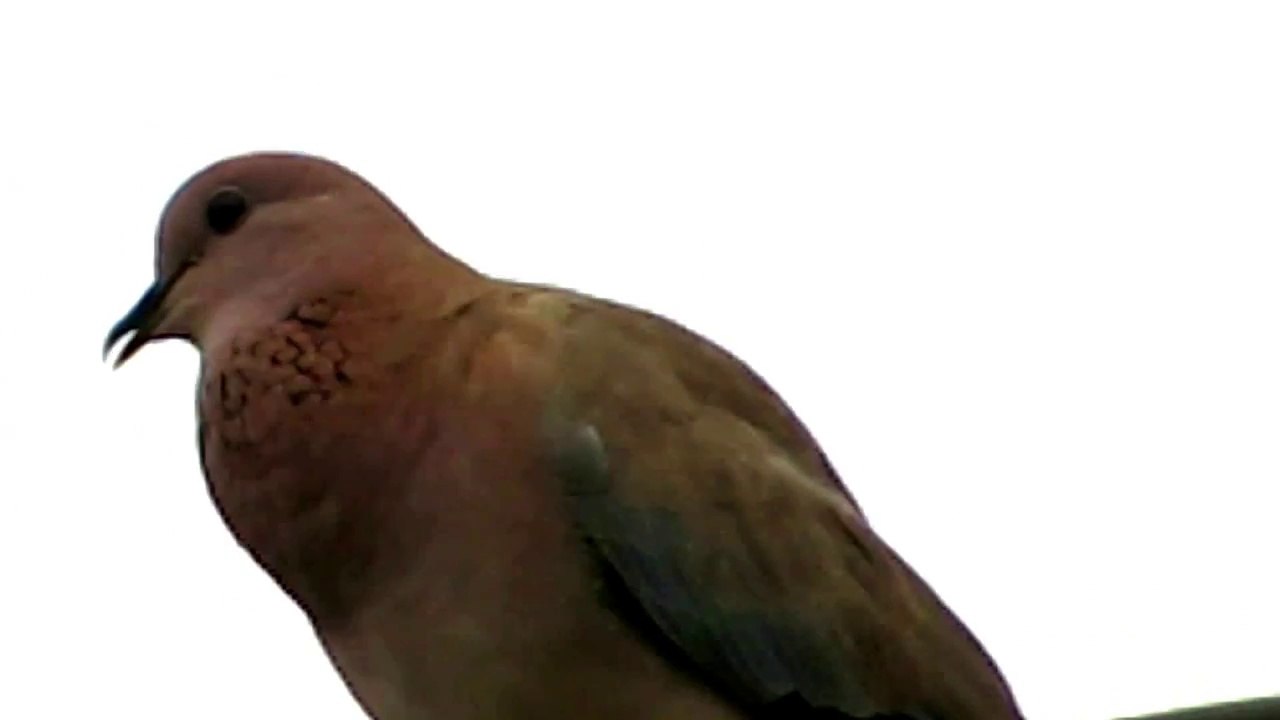 BEAUTIFUL INDIAN MOURNING DOVE
