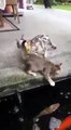 Une carpe attaque un chat
